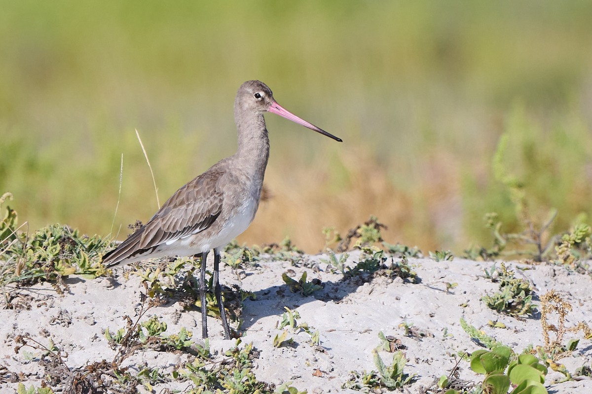 Uferschnepfe - ML646246466