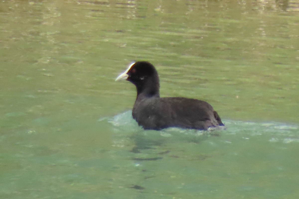 Blässhuhn - ML646246472