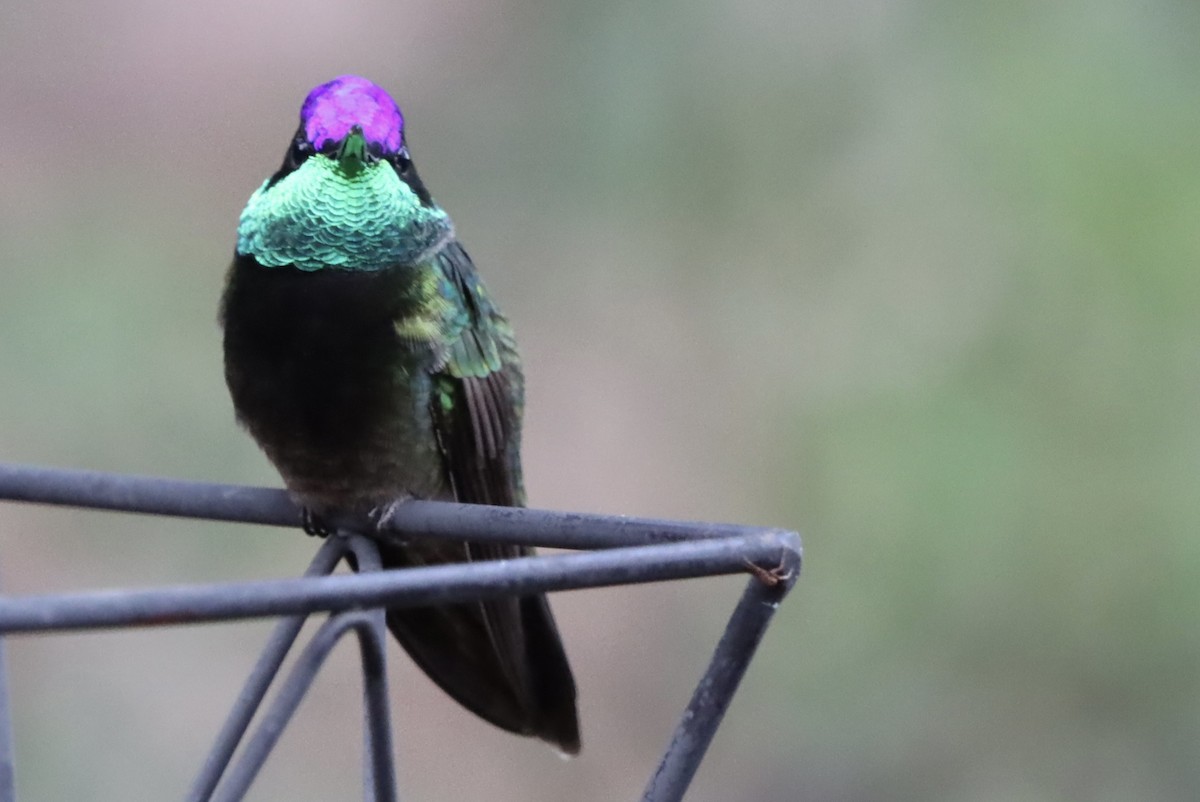 Violettkron-Brillantkolibri - ML646246474