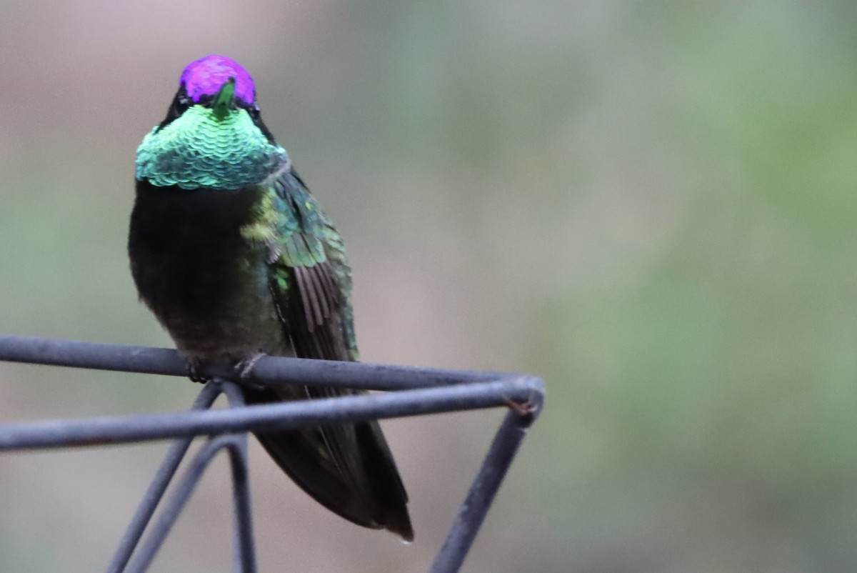 Violettkron-Brillantkolibri - ML646246475