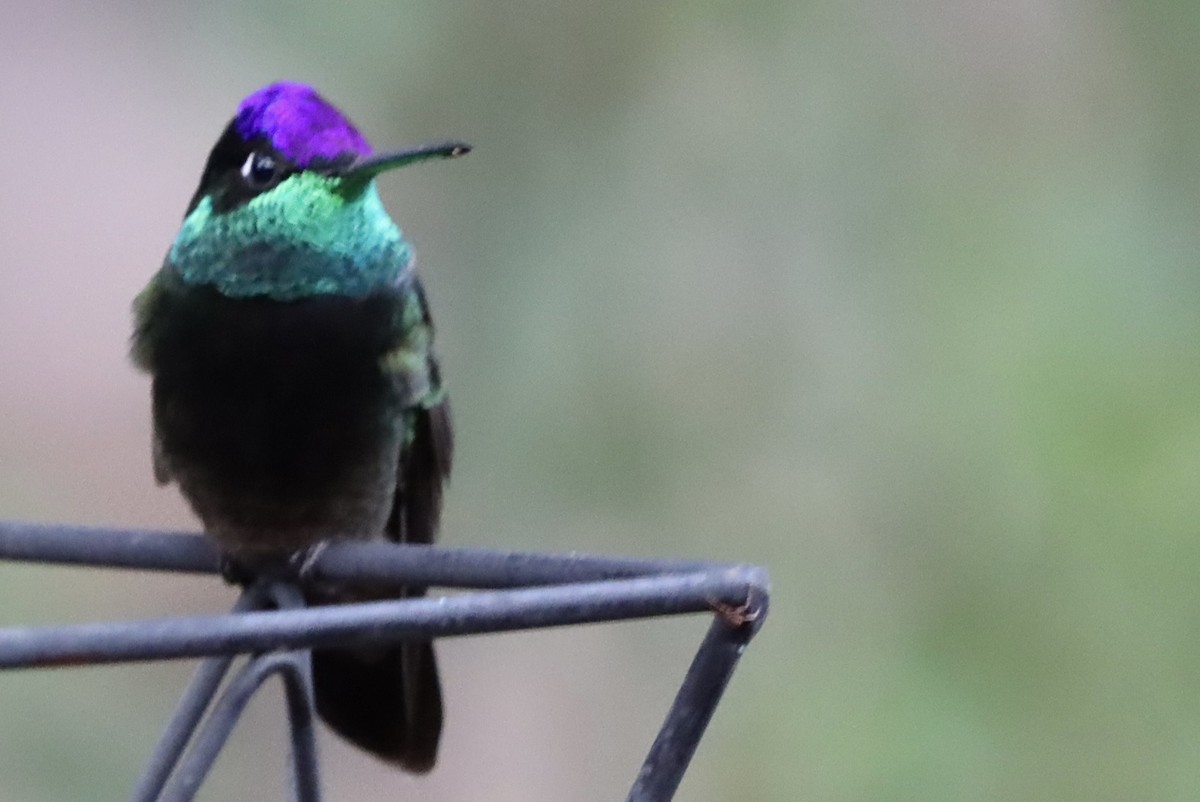 Violettkron-Brillantkolibri - ML646246476