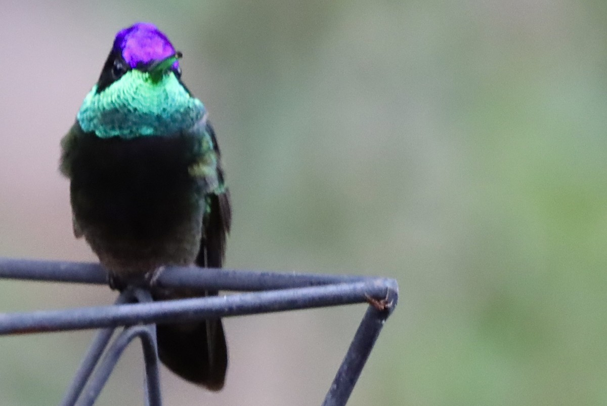 Violettkron-Brillantkolibri - ML646246477