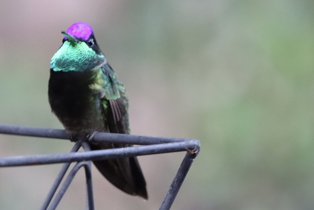 Violettkron-Brillantkolibri - ML646246478