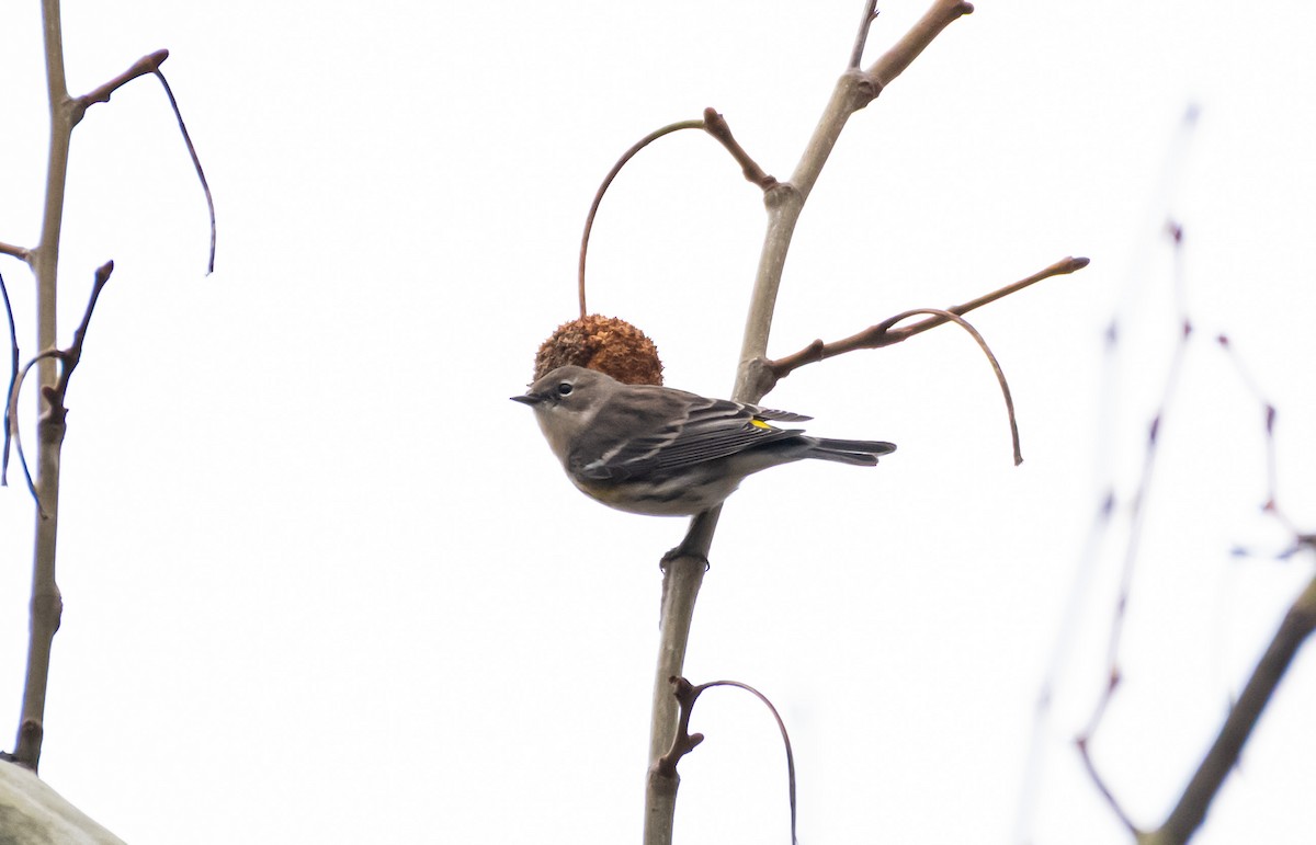Kronenwaldsänger (coronata) - ML646246479