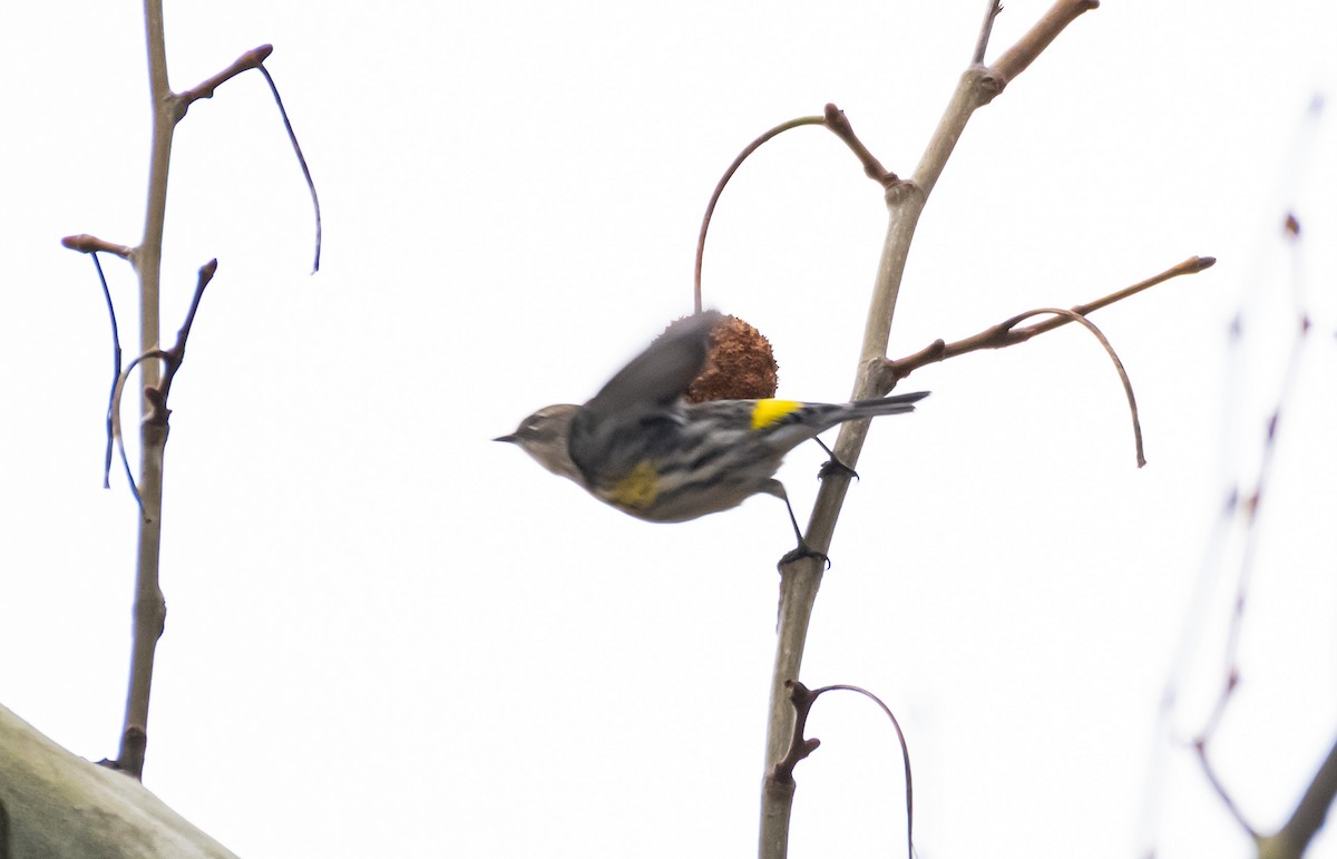 Kronenwaldsänger (coronata) - ML646246480