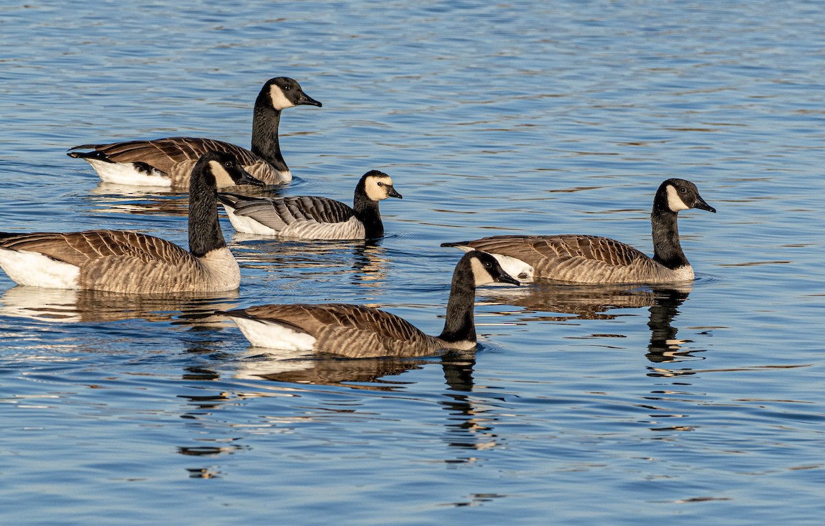 Barnacle Goose - ML646246481