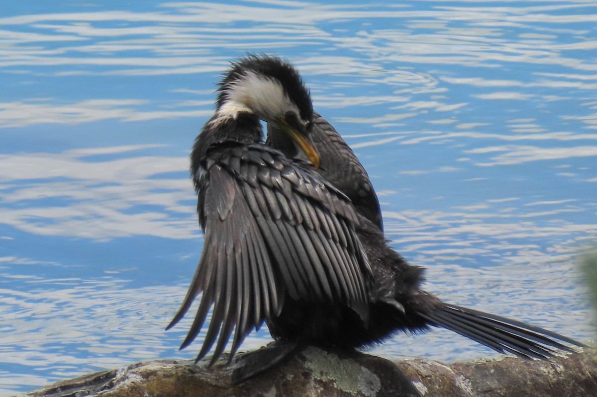 Little Pied Cormorant - ML646246484