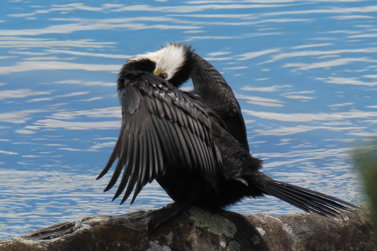 Little Pied Cormorant - ML646246485