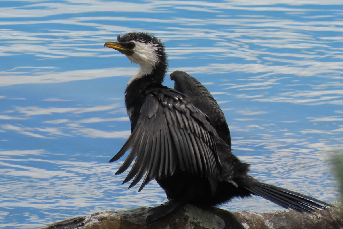 Little Pied Cormorant - ML646246486
