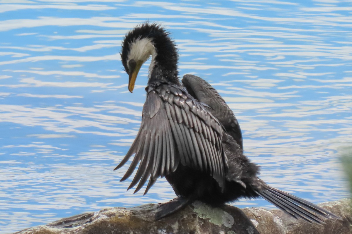 Little Pied Cormorant - ML646246488