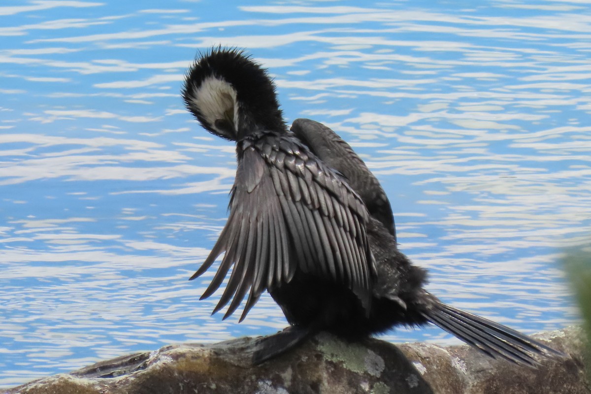 Little Pied Cormorant - ML646246489