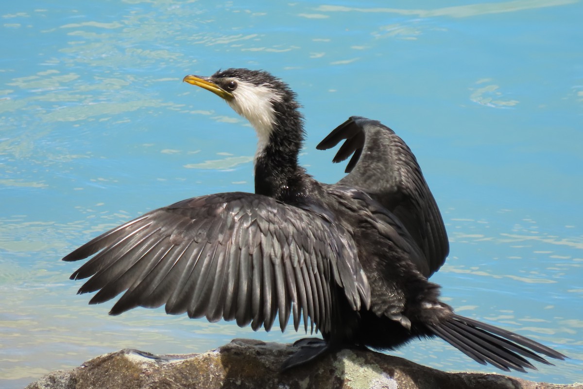 Little Pied Cormorant - ML646246490