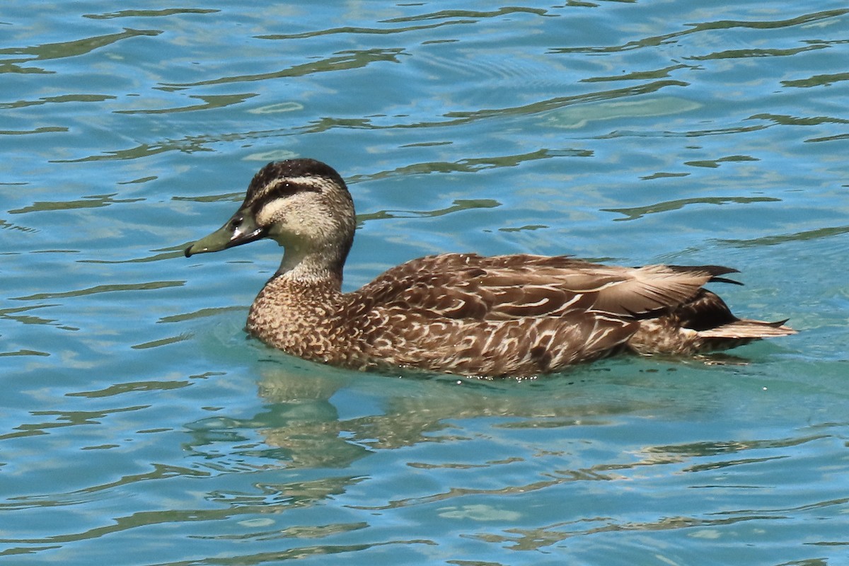 Basahatea - ML646246497