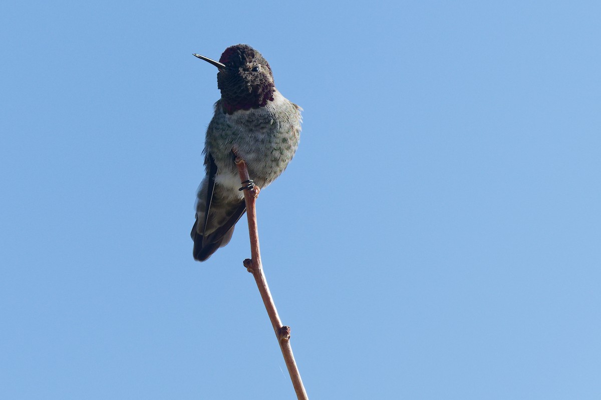 Anna's Hummingbird - ML646246498