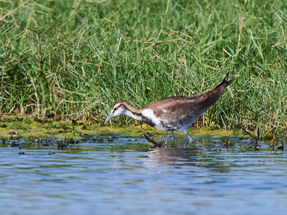 fasanbladhøne - ML646246499