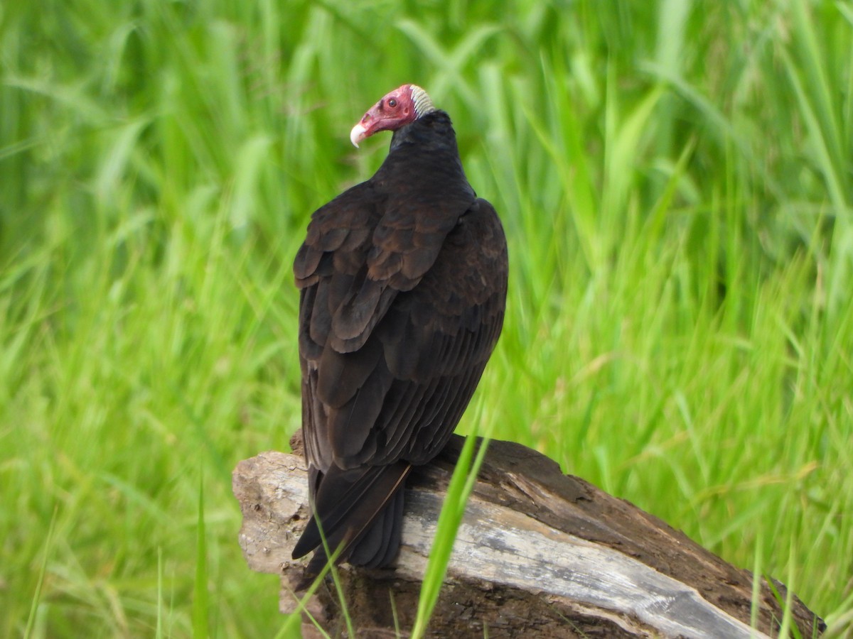 Turkey Vulture - ML646246505