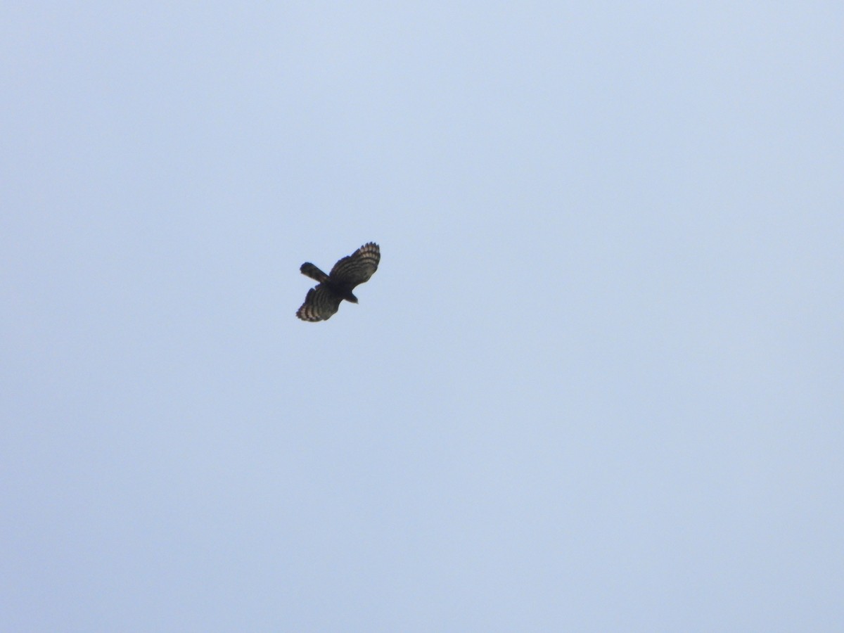 Black Hawk-Eagle - ML646246510