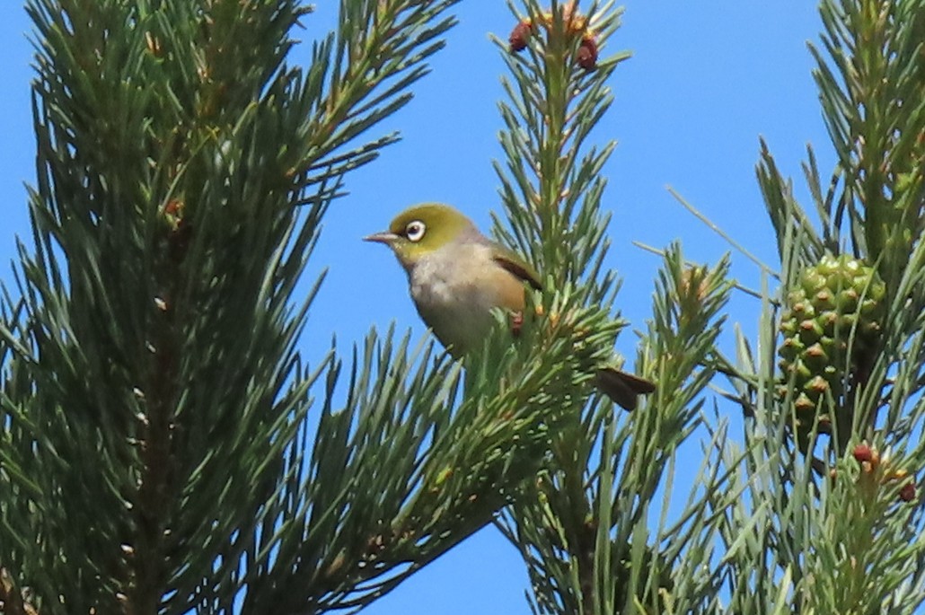 Silvereye - ML646246511