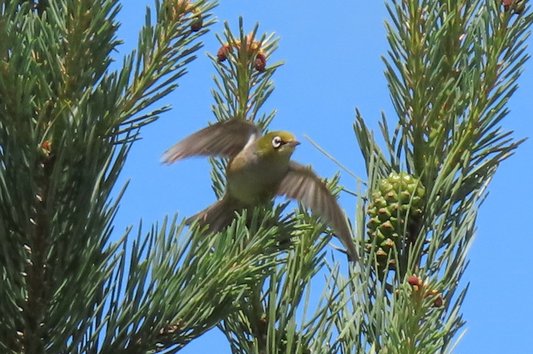 Silvereye - ML646246512