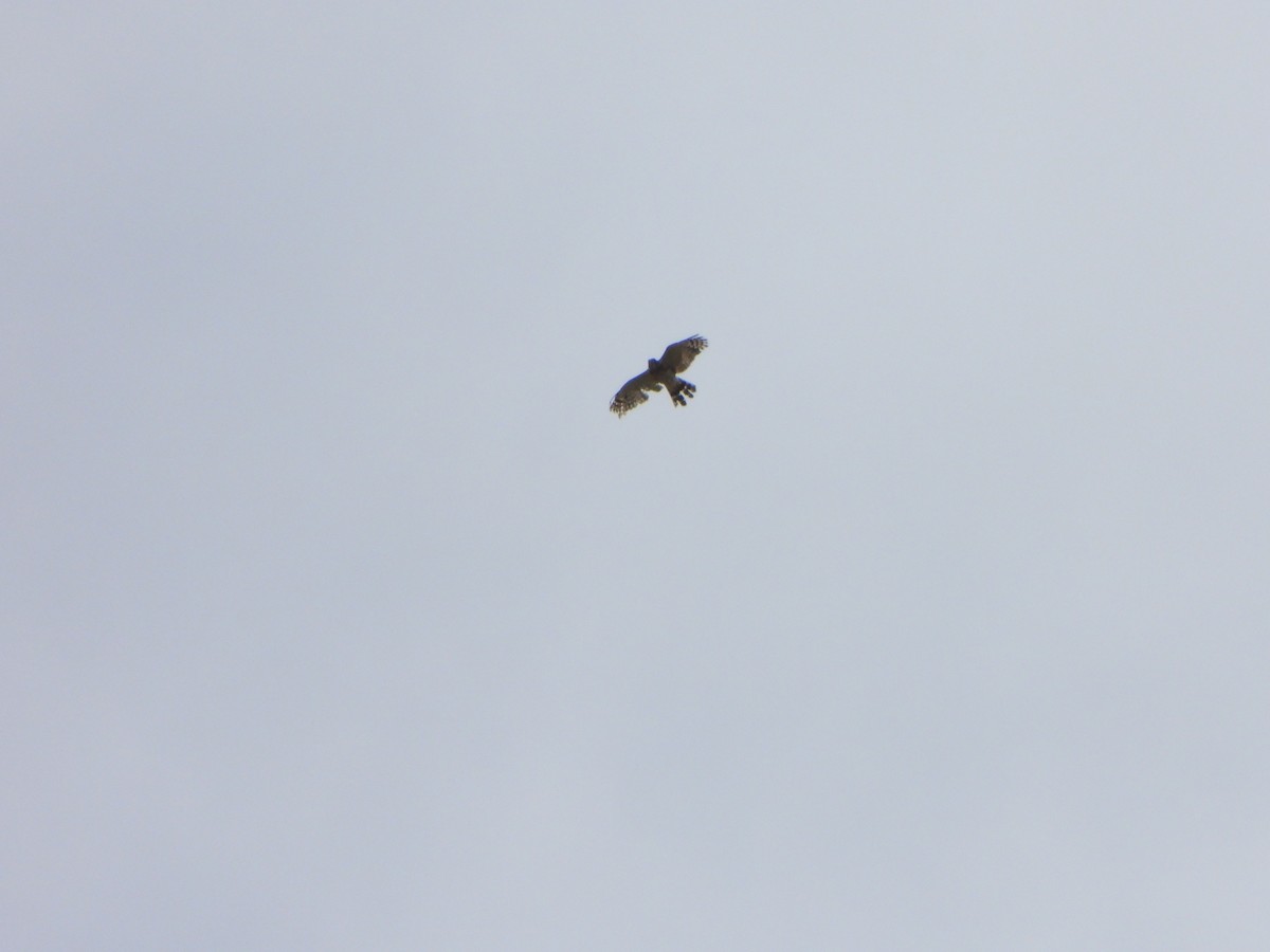 Double-toothed Kite - ML646246523