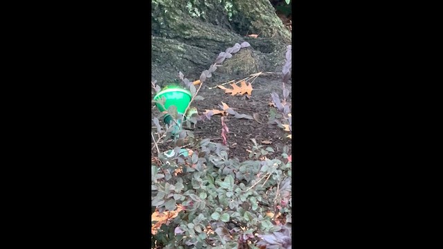 Ovenbird - ML646246525