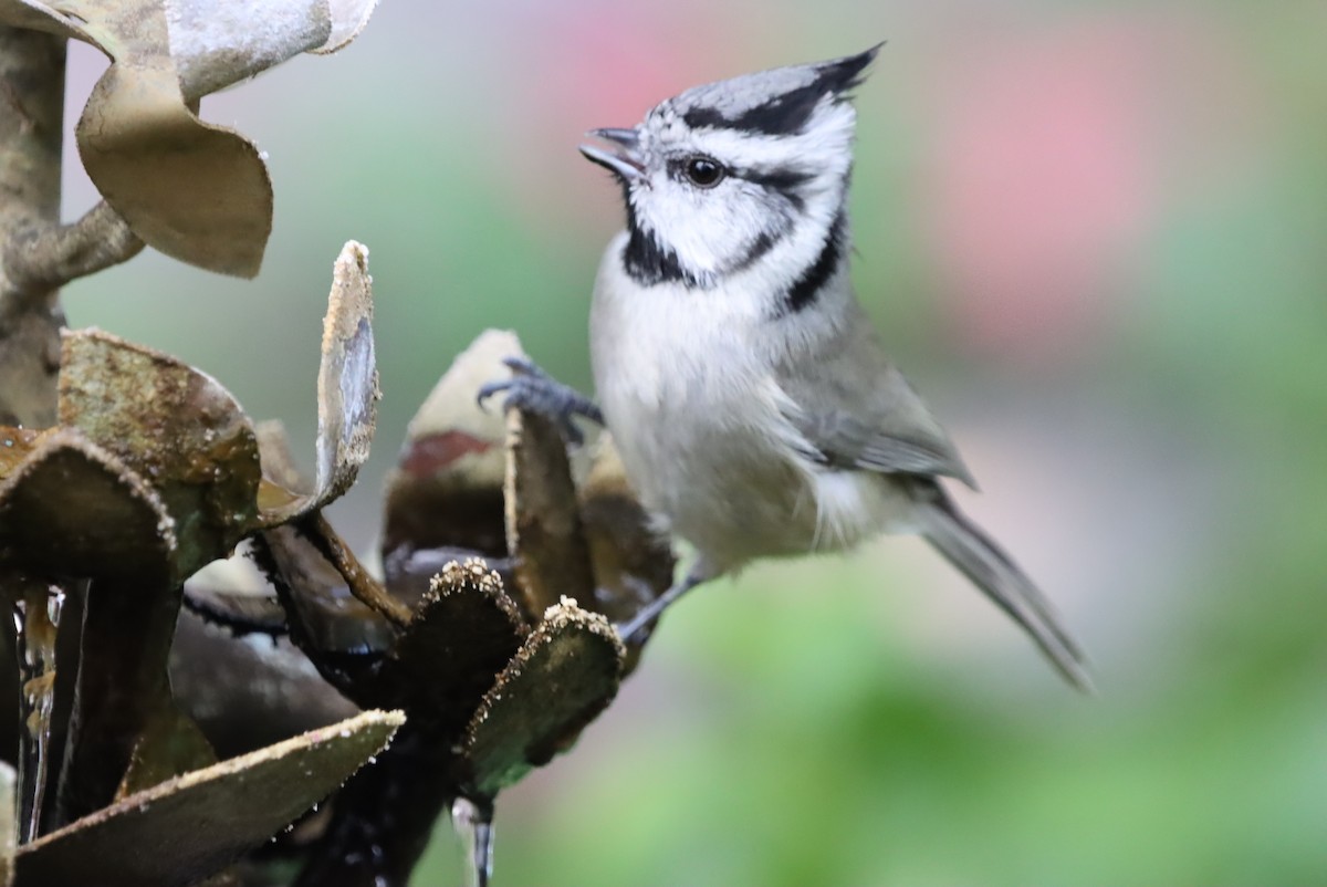 Bridled Titmouse - ML646246533