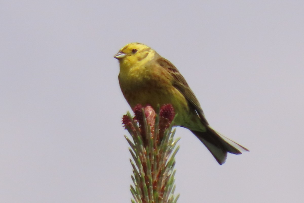 Berdantza horia - ML646246534