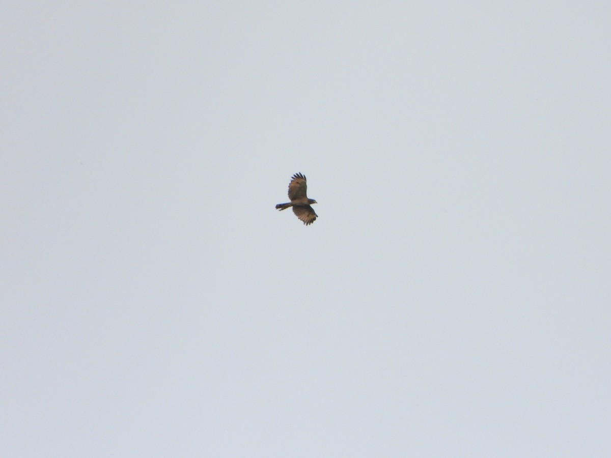 Roadside Hawk - ML646246537