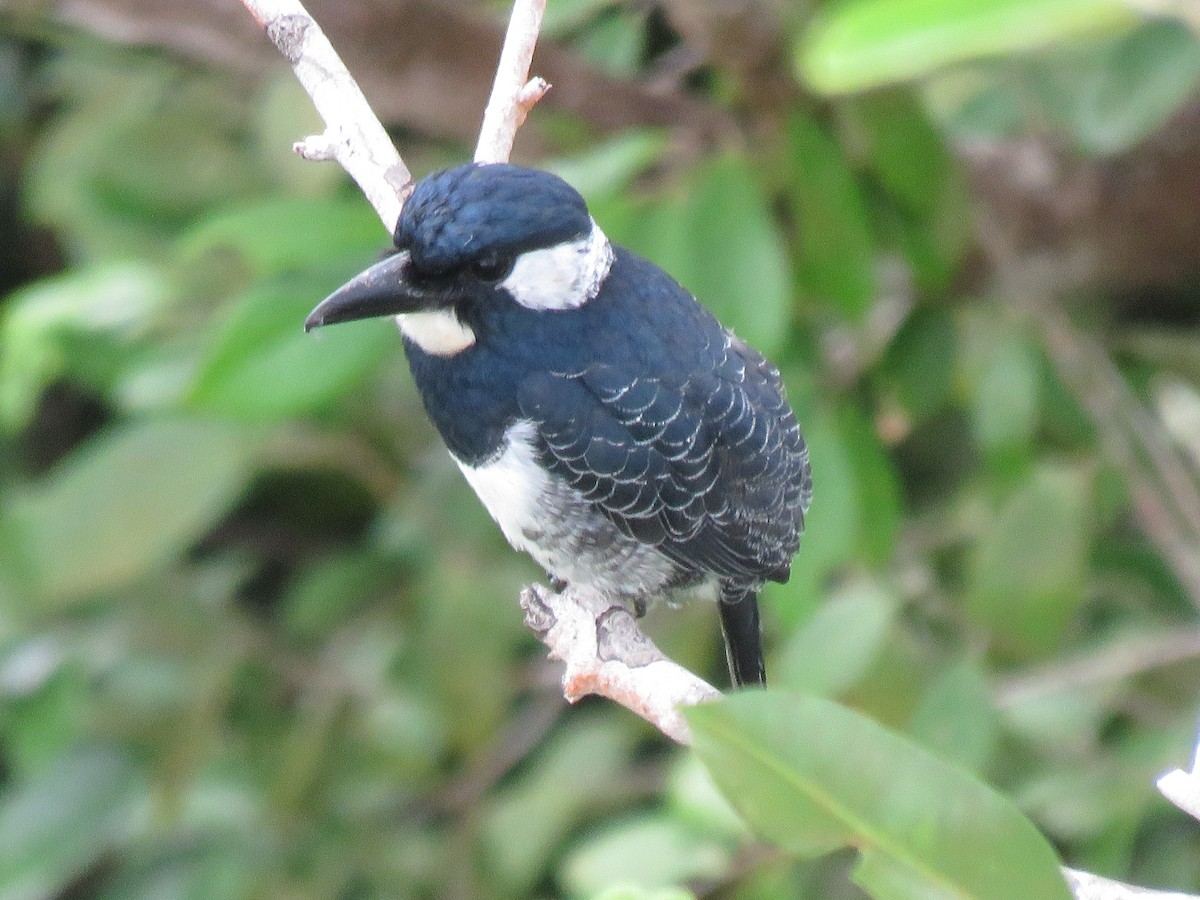 Black-breasted Puffbird - ML646246538