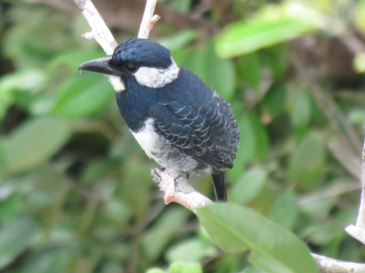 Black-breasted Puffbird - ML646246539