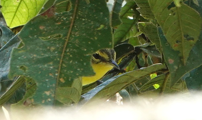 Reinita Gorjinaranja - ML646246540