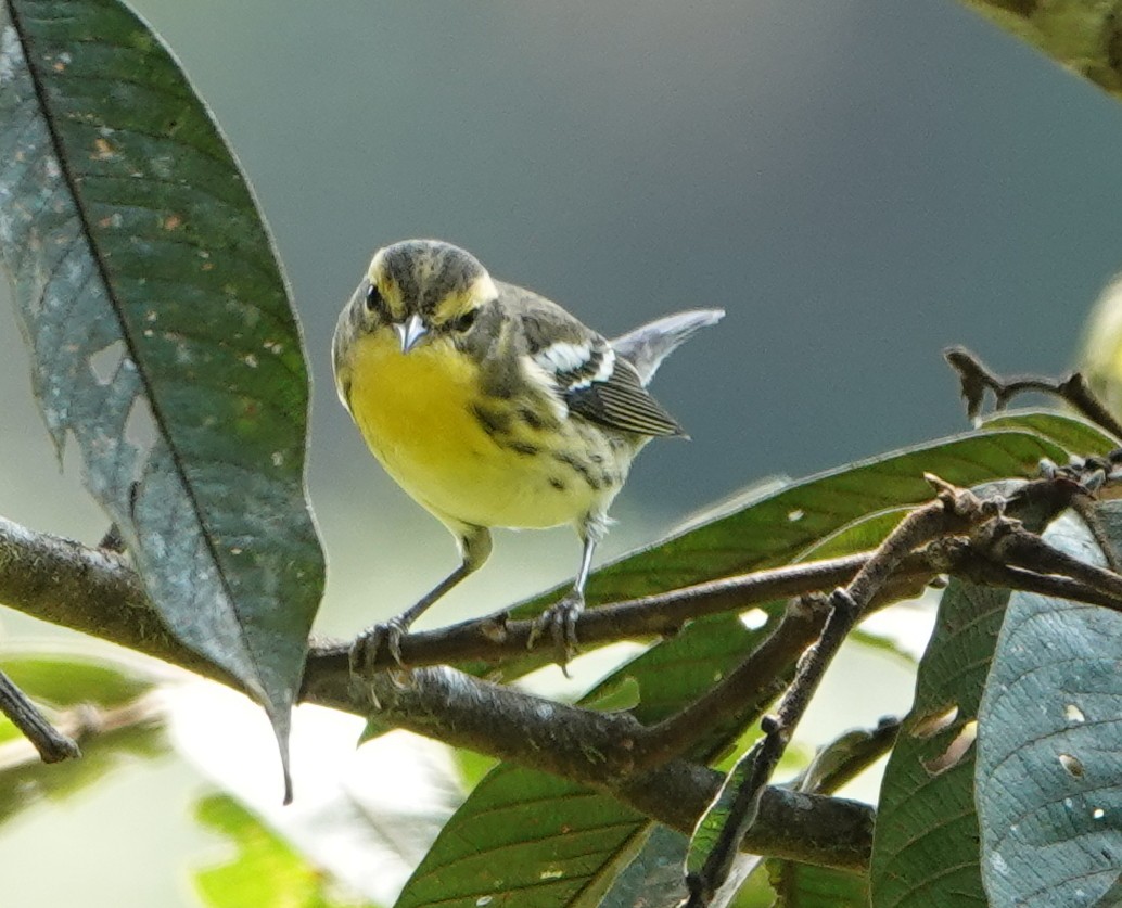 Reinita Gorjinaranja - ML646246541