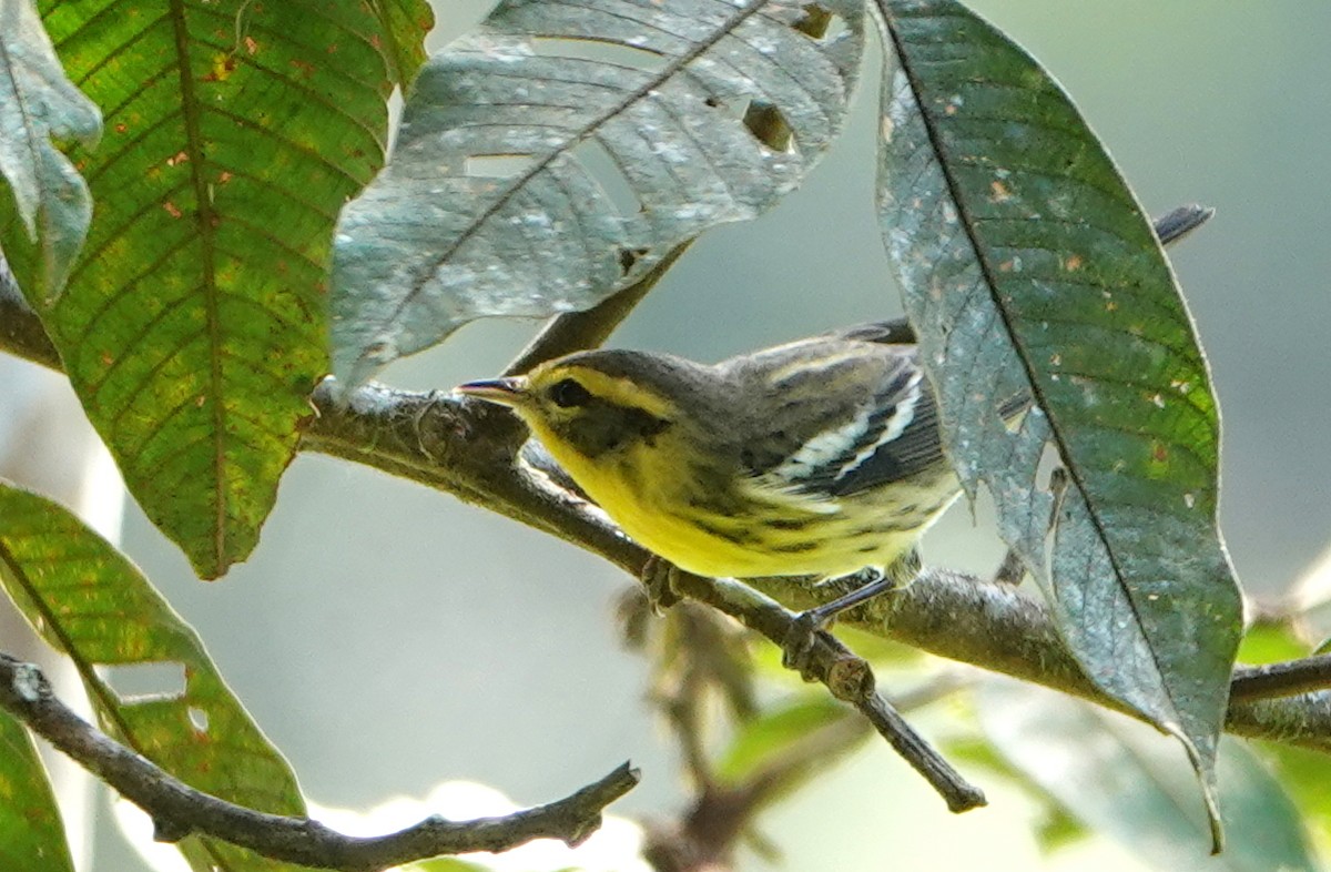 Reinita Gorjinaranja - ML646246542