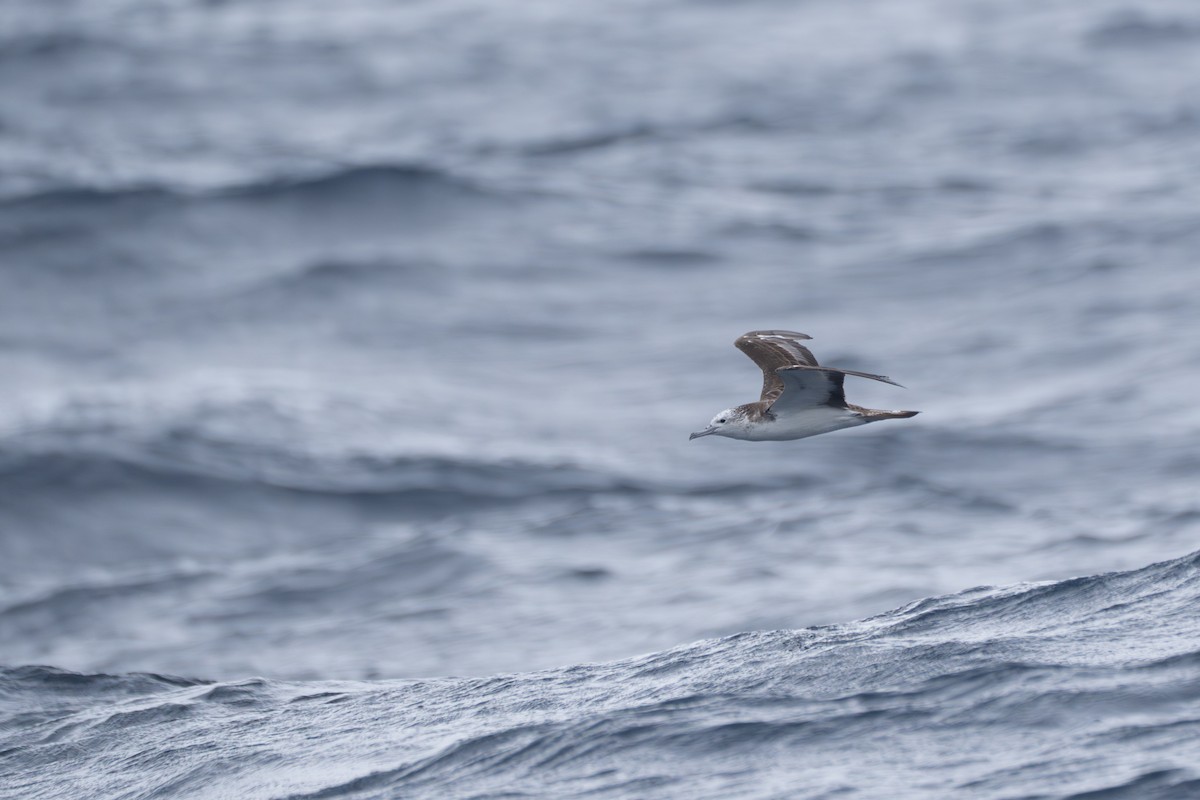Streaked Shearwater - ML646246543