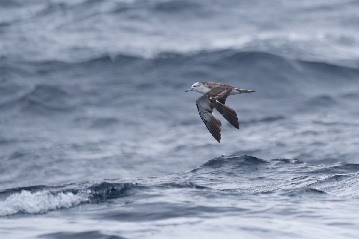 Streaked Shearwater - ML646246544