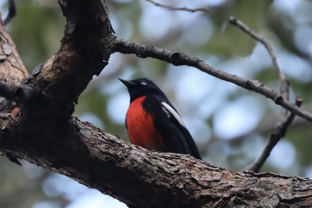 Painted Redstart - ML646246555