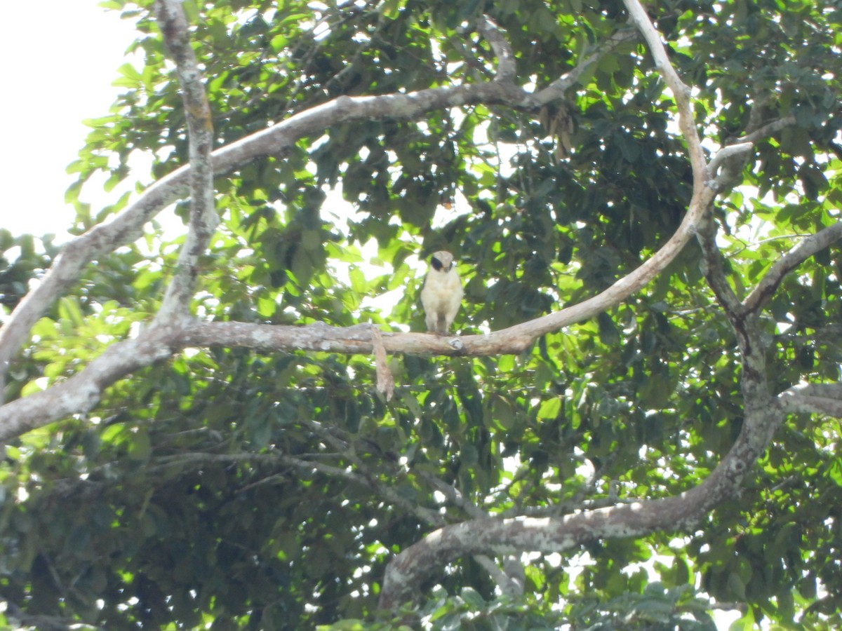 Laughing Falcon - ML646246556
