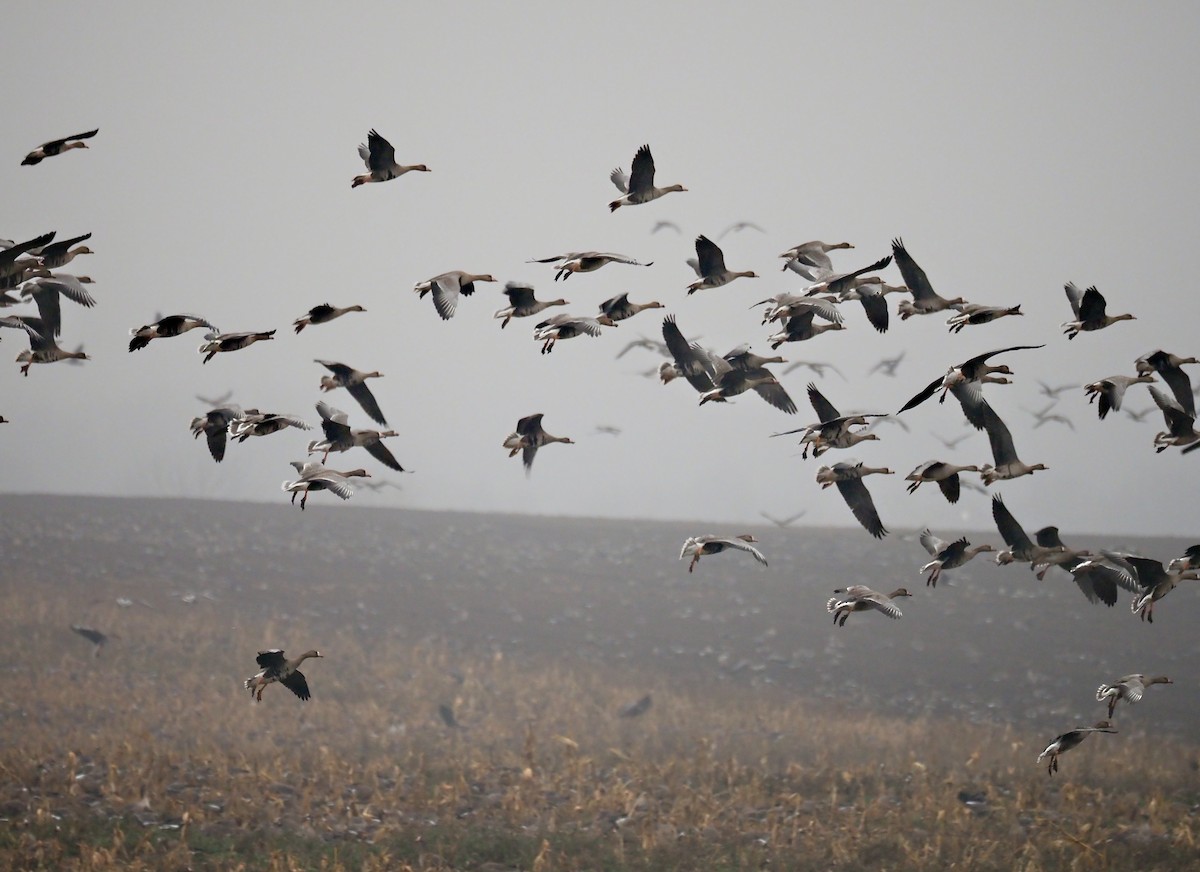 Greater White-fronted Goose - ML646246561