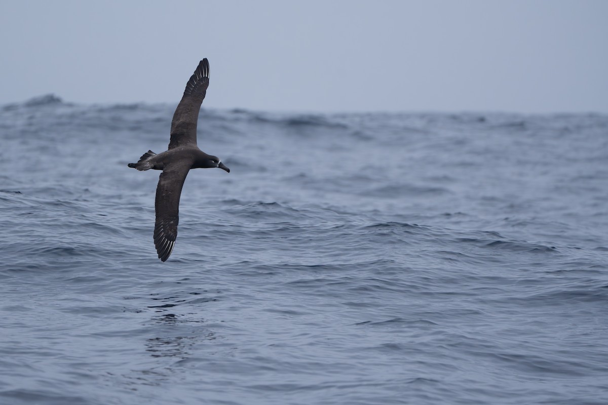 Black-footed Albatross - ML646246562