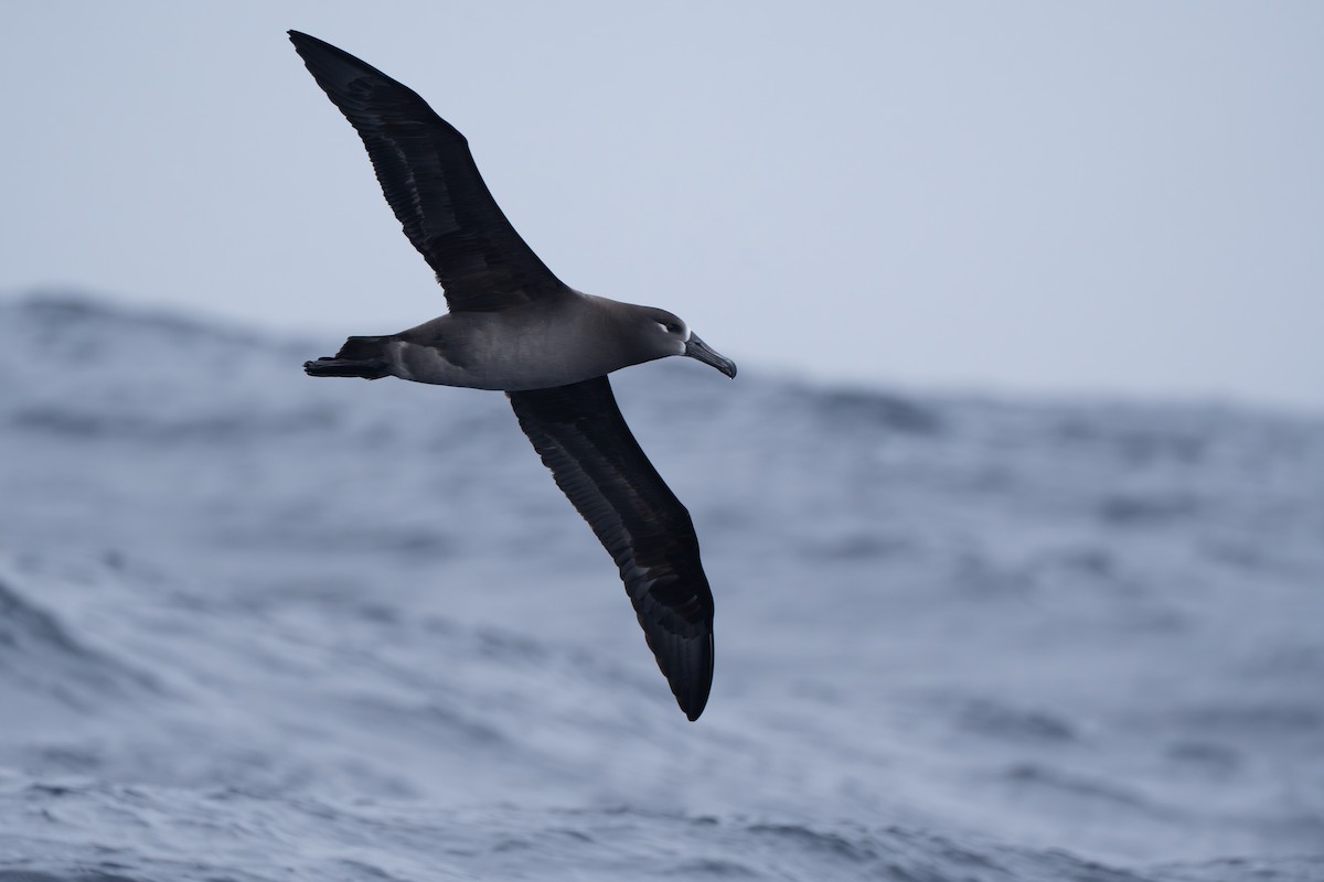 Black-footed Albatross - ML646246563