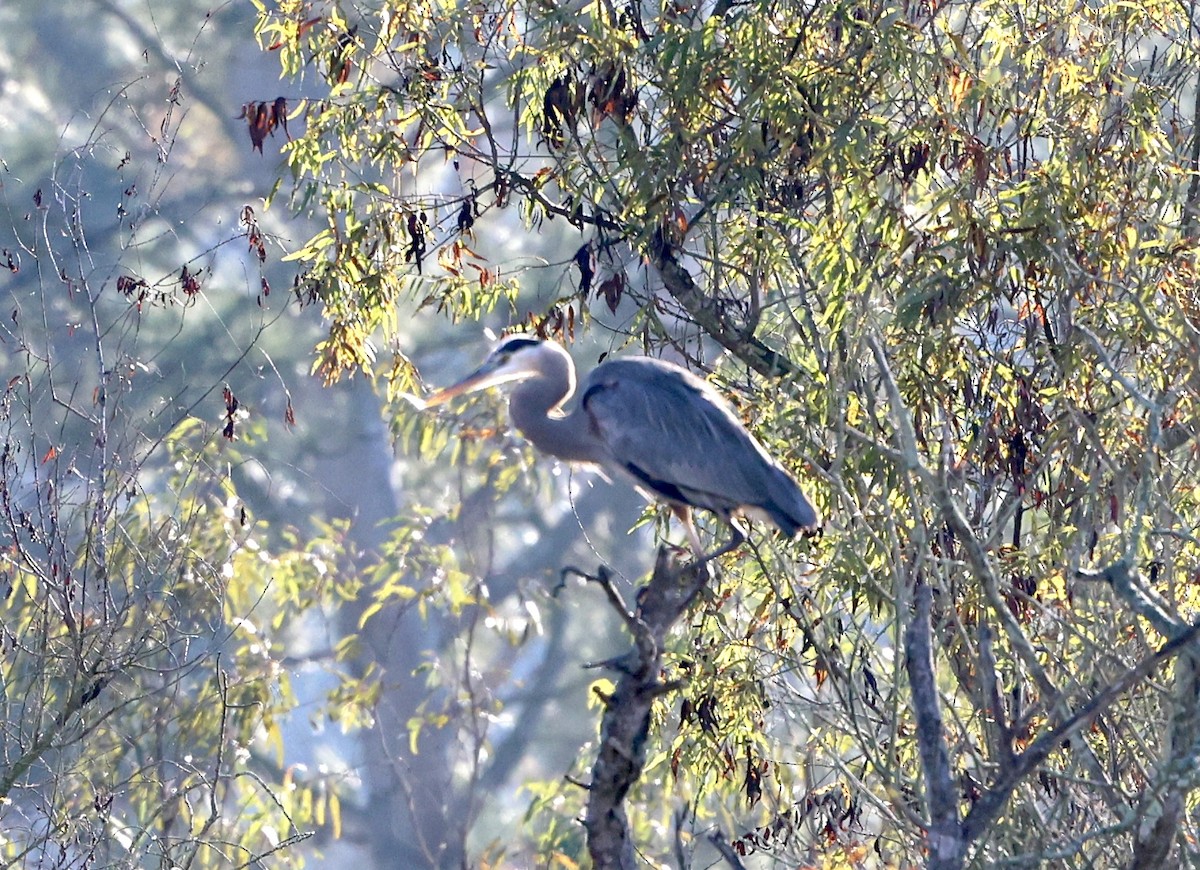 Great Blue Heron - ML646246566