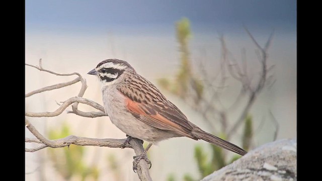 Cape Bunting (Cape) - ML646246572