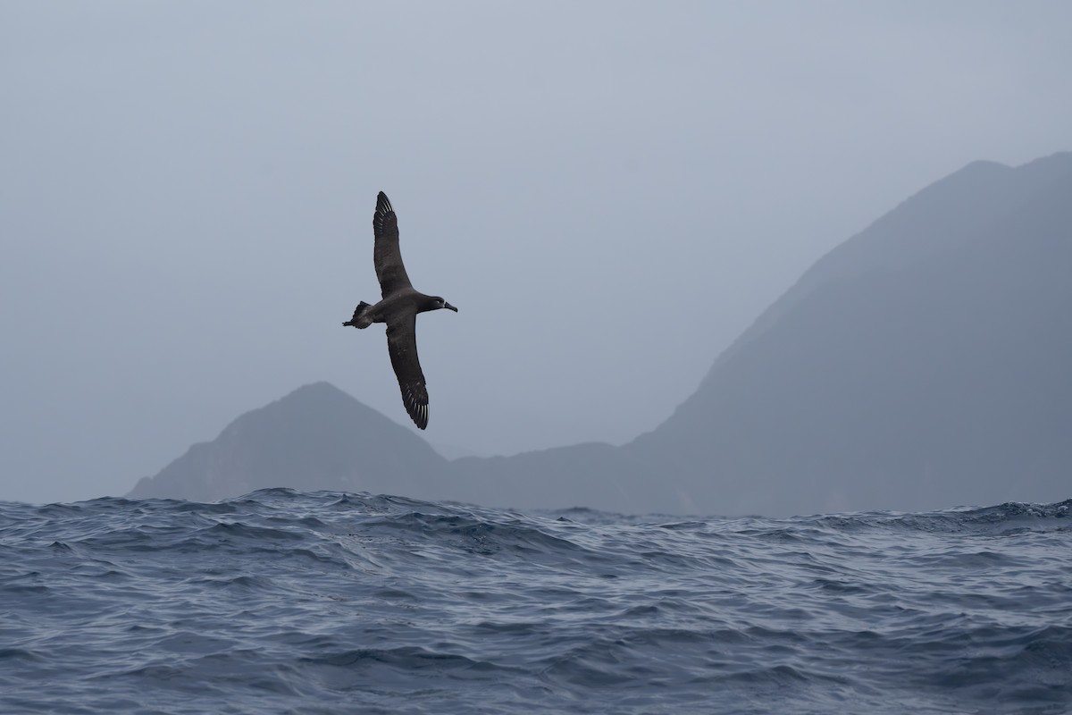 Black-footed Albatross - ML646246573