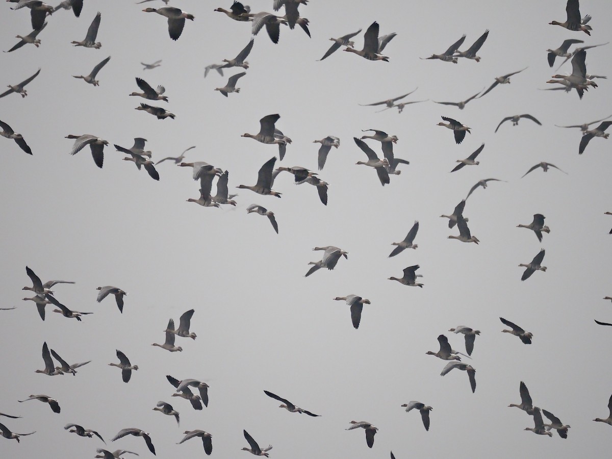 Greater White-fronted Goose - ML646246579