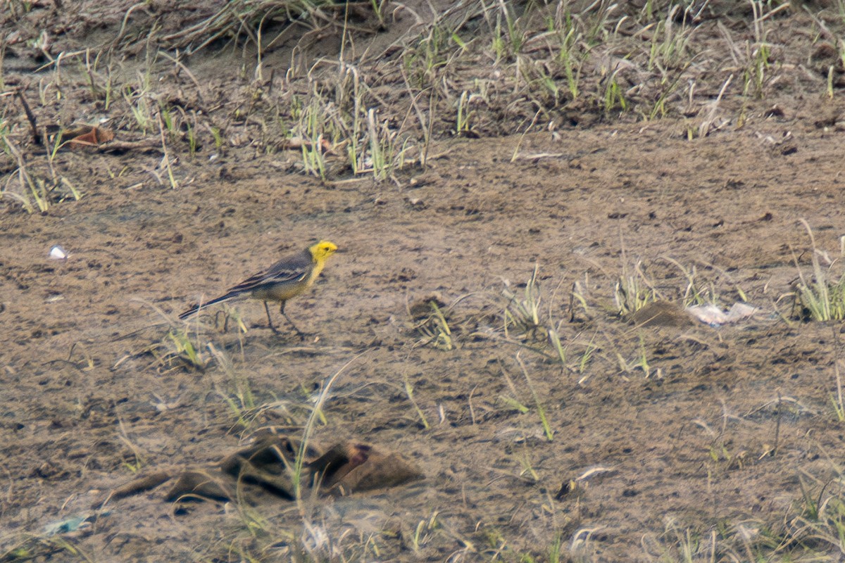 黃頭鶺鴒 - ML646246580