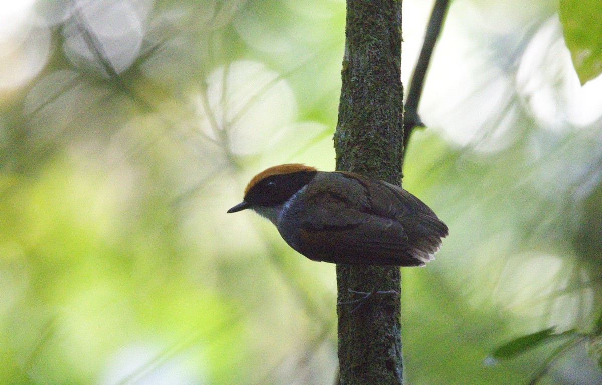 Black-cheeked Gnateater - ML646246581