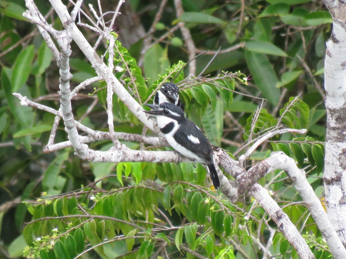 Pied Puffbird - ML646246582