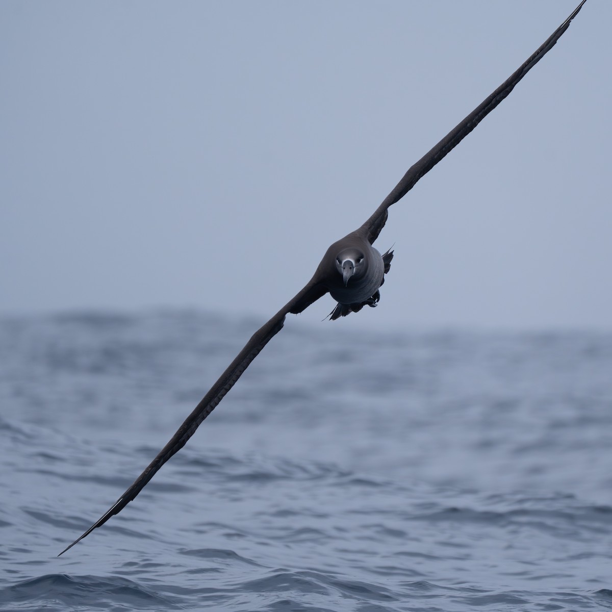 Black-footed Albatross - ML646246583