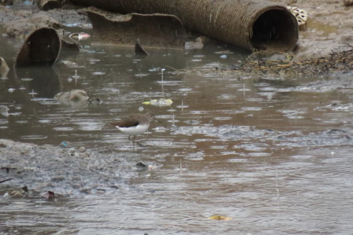 Green Sandpiper - ML646246591