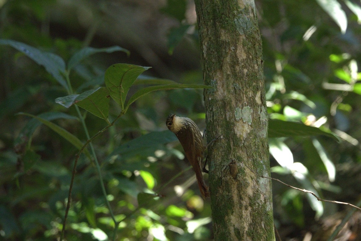 Lesser Woodcreeper - ML646246593